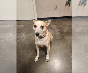 Red Heeler-Unknown Mix Dogs for adoption in Rockwall, TX, USA