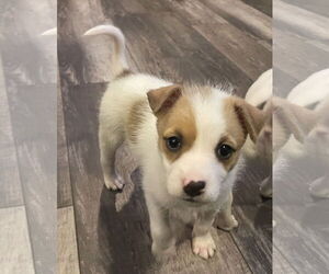 Mutt Dogs for adoption in Plainfield, IL, USA