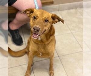 Unknown-Vizsla Mix Dogs for adoption in Conroe, TX, USA