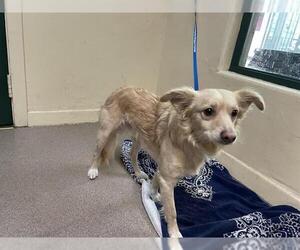 Mutt Dogs for adoption in Pasadena, CA, USA