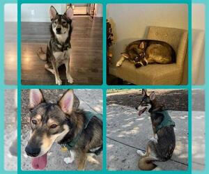 Siberian Husky-Unknown Mix Dogs for adoption in San Antonio, TX, USA