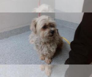 Lhasa Apso Dogs for adoption in Pasadena, TX, USA