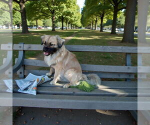 Shih Tzu Dogs for adoption in Menifee, CA, USA