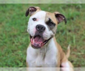 Bull-Boxer Dogs for adoption in Tallahassee, FL, USA