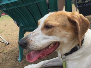 American Foxhound-Unknown Mix Dogs for adoption in Dahlgren, VA, USA