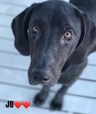 Medium Photo #1 Labrador Retriever-Unknown Mix Puppy For Sale in Bradenton, FL, USA