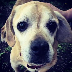Puggle Dogs for adoption in Shakopee, MN, USA