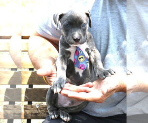 American Pit Bull Terrier Dogs for adoption in Bandera, TX, USA