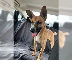 Carolina Dog-Unknown Mix Dogs for adoption in Dana Point, CA, USA