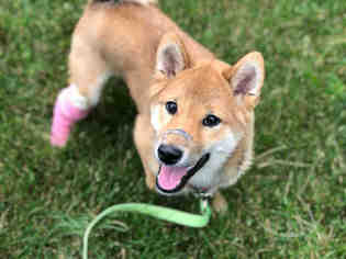 Shiba Inu Dogs for adoption in Urbana, IL, USA