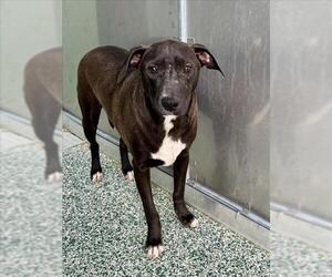 Feist Terrier-Unknown Mix Dogs for adoption in Salisbury, NC, USA