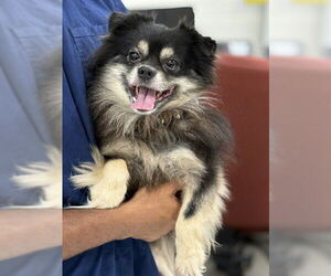 Chihuahua-Unknown Mix Dogs for adoption in Forestville, MD, USA