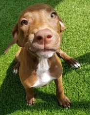Medium Photo #1 Labrador Retriever-Unknown Mix Puppy For Sale in Canton, CT, USA