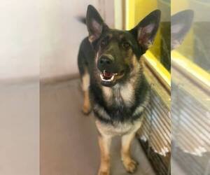 German Shepherd Dog Dogs for adoption in Phoenix , AZ, USA