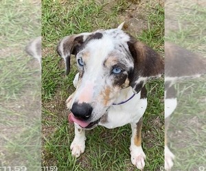 Medium Photo #6 Mutt Puppy For Sale in Ridgefield, CT, USA