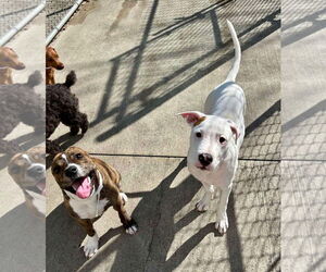 American Pit Bull Terrier-Unknown Mix Dogs for adoption in Germantown, OH, USA
