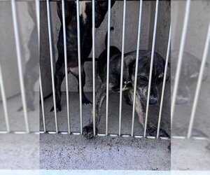 Mutt Dogs for adoption in Oklahoma City, OK, USA