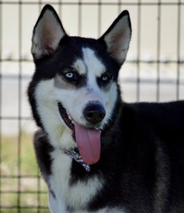 Siberian Husky Dogs for adoption in Little Elm, TX, USA