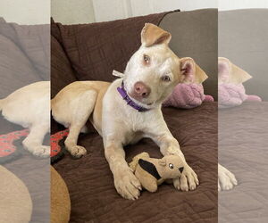 American Pit Bull Terrier-Unknown Mix Dogs for adoption in San Diego, CA, USA