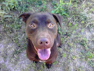 American Bulldog-Chocolate Labrador retriever Mix Dogs for adoption in Smithfield, NC, USA
