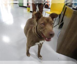 Siberian Husky-Unknown Mix Dogs for adoption in Temple, TX, USA