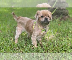 Shih Tzu Dogs for adoption in Davie, FL, USA
