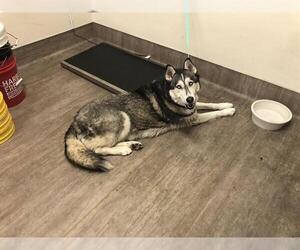 Siberian Husky Dogs for adoption in Pasadena, CA, USA