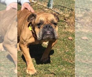 Bulldog Dogs for adoption in Strongsville, OH, USA