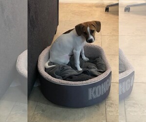 Rat Terrier Dogs for adoption in Royal Palm Beach, FL, USA