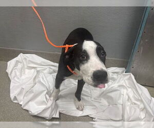 Border Collie-Unknown Mix Dogs for adoption in Las Vegas, NV, USA