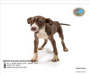 Beabull Dogs for adoption in Mobile, AL, USA