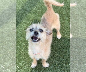 Mutt Dogs for adoption in Woodbury, NY, USA