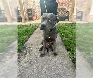 American Pit Bull Terrier Dogs for adoption in Houston, TX, USA