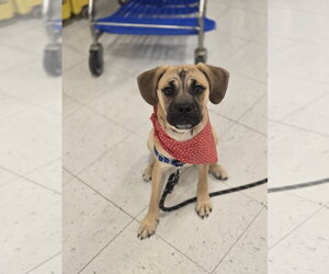 Box-a-Pug Dogs for adoption in Minneapolis, MN, USA