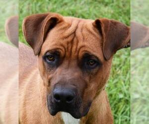 Mastiff-Unknown Mix Dogs for adoption in Nashville, IN, USA
