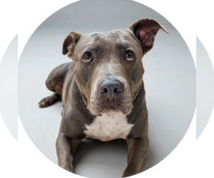 American Pit Bull Terrier-Unknown Mix Dogs for adoption in Rowlett, TX, USA