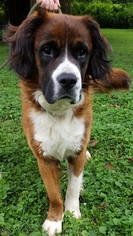 Saint Bernard Dogs for adoption in Chestertown, MD, USA