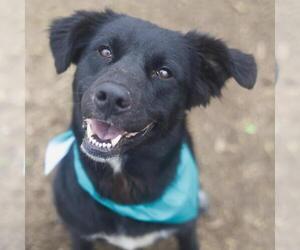 Mutt Dogs for adoption in San Antonio, TX, USA