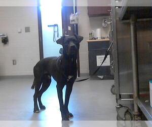 American Pit Bull Terrier-Labrador Retriever Mix Dogs for adoption in Fayetteville, NC, USA