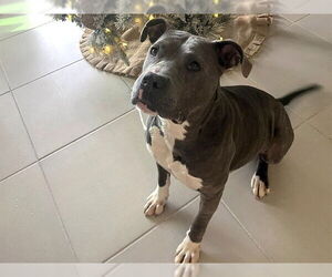 American Pit Bull Terrier-Unknown Mix Dogs for adoption in Ocala, FL, USA