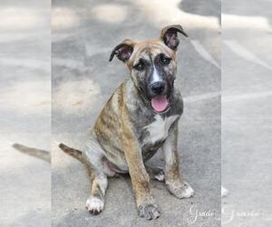 Mastador Dogs for adoption in Brewster, NY, USA