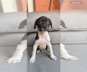 Beagle-Unknown Mix Dogs for adoption in Royal Palm Beach, FL, USA