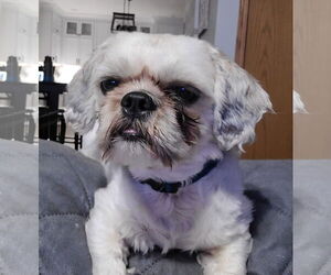 Shih Tzu-Unknown Mix Dogs for adoption in Des Moines, IA, USA