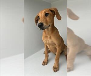 Redbone Coonhound-Unknown Mix Dogs for adoption in Houston, TX, USA