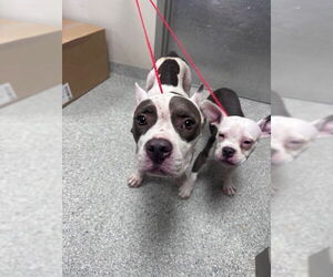 American Pit Bull Terrier-Unknown Mix Dogs for adoption in Pasadena, TX, USA
