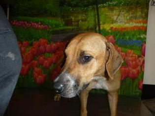 American Foxhound Dogs for adoption in Henderson, NV, USA