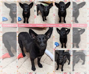 Chihuahua-Unknown Mix Dogs for adoption in Mesa, AZ, USA