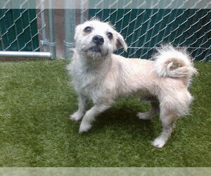 Mutt Dogs for adoption in Downey, CA, USA