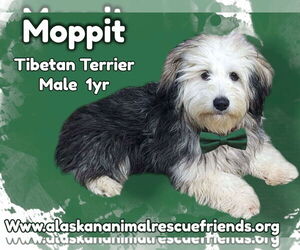 Tibetan Terrier Dogs for adoption in Anchorage, AK, USA