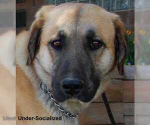 Great Pyrenees-Unknown Mix Dogs for adoption in Taos, NM, USA